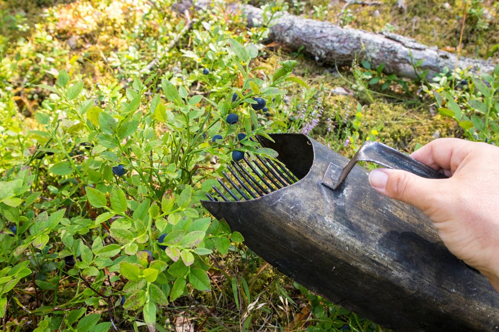 Plocka blåbär med bärplockare: en enkel guide